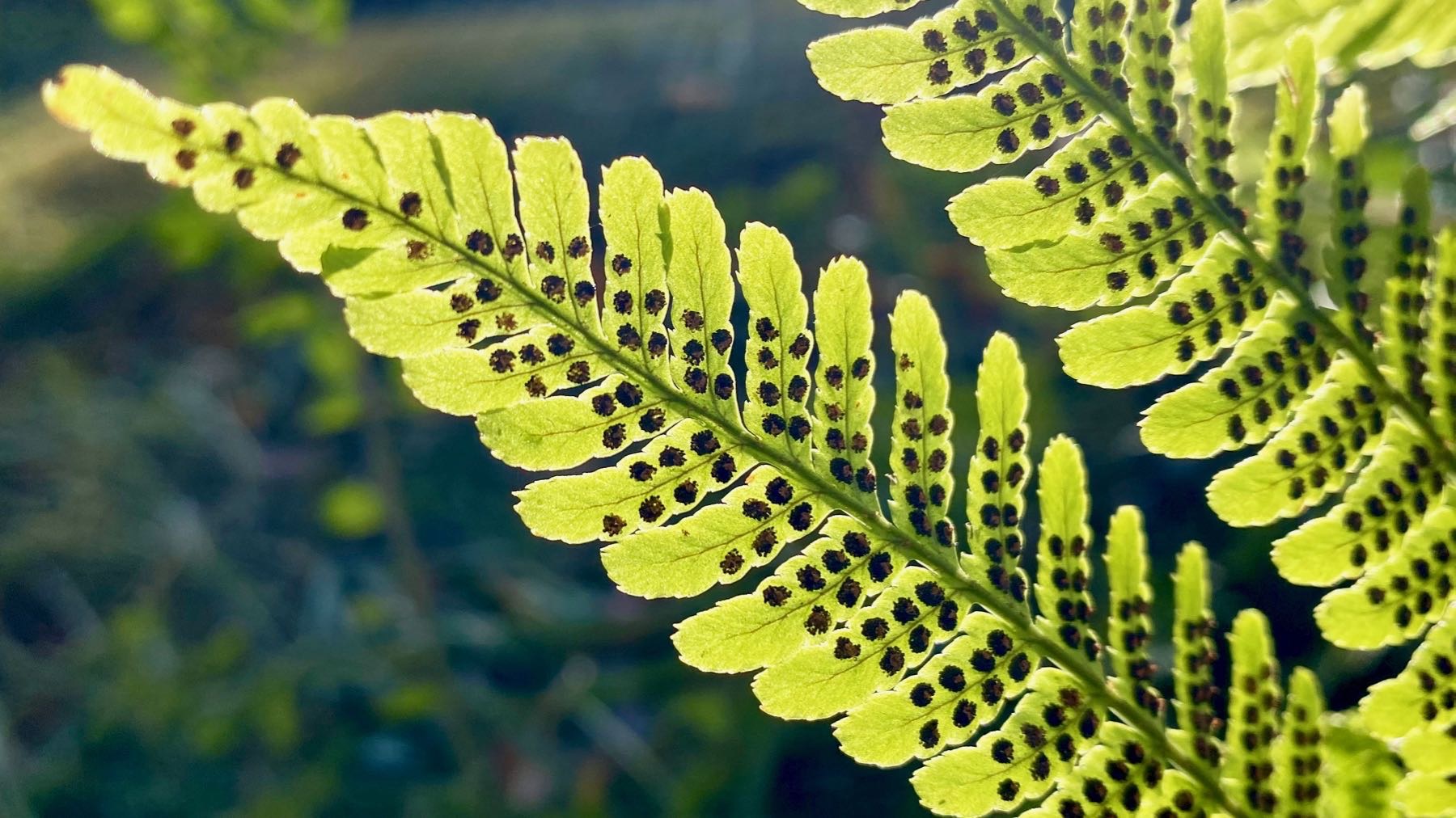 Fern backlit