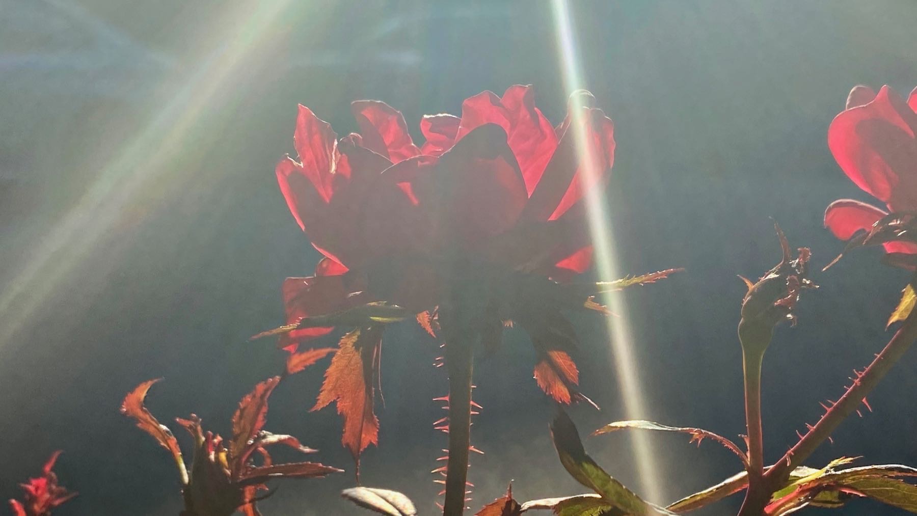 Rose backlit