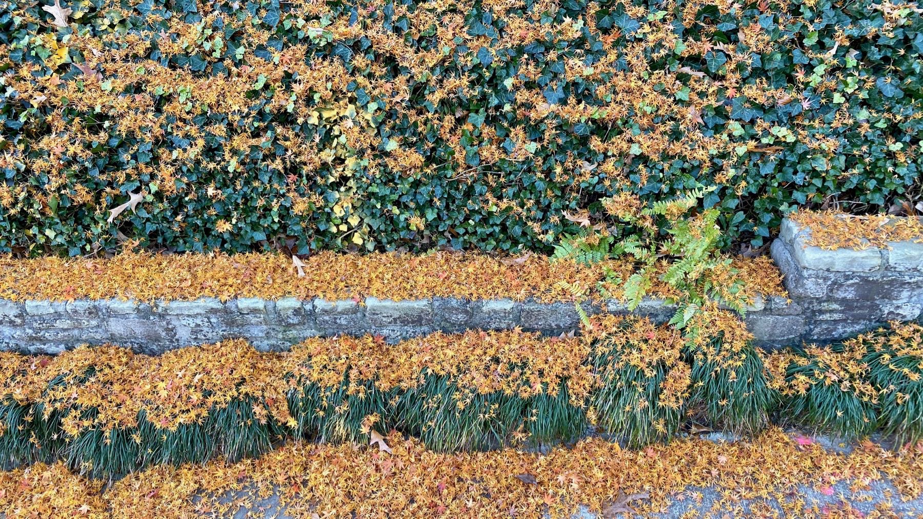 Acer leaves on ivy