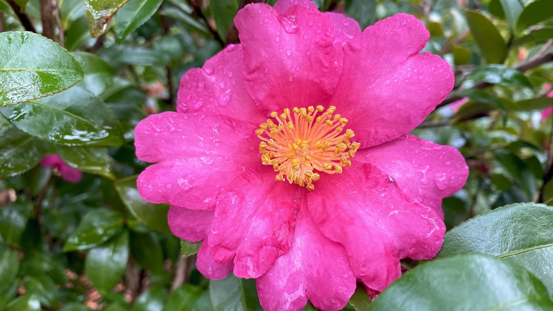 Camellia w raindrops