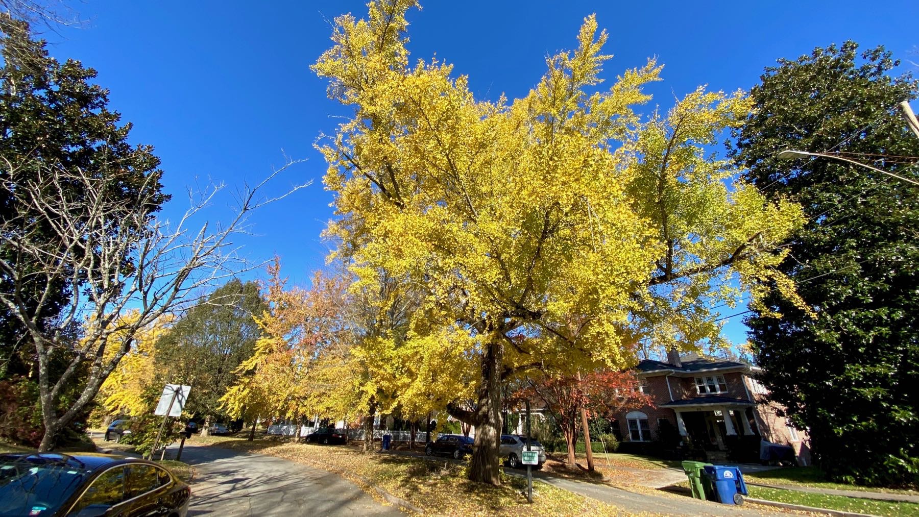 Ginkgo wide