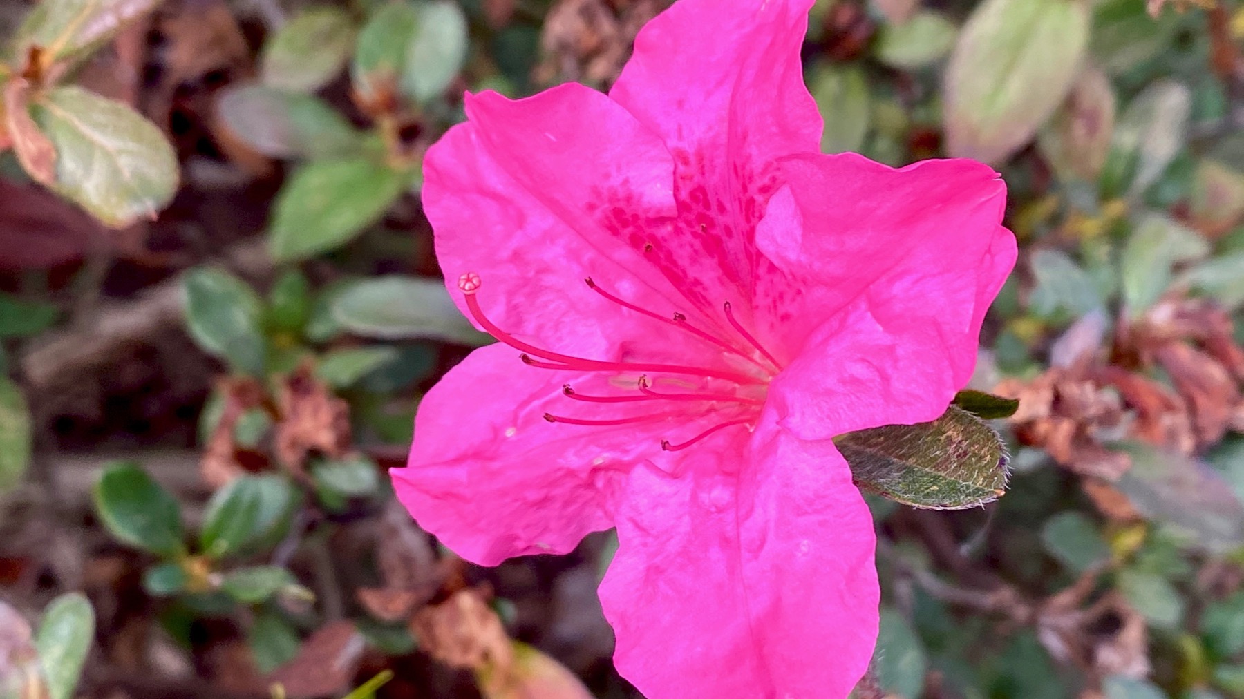 Azalea pink pink