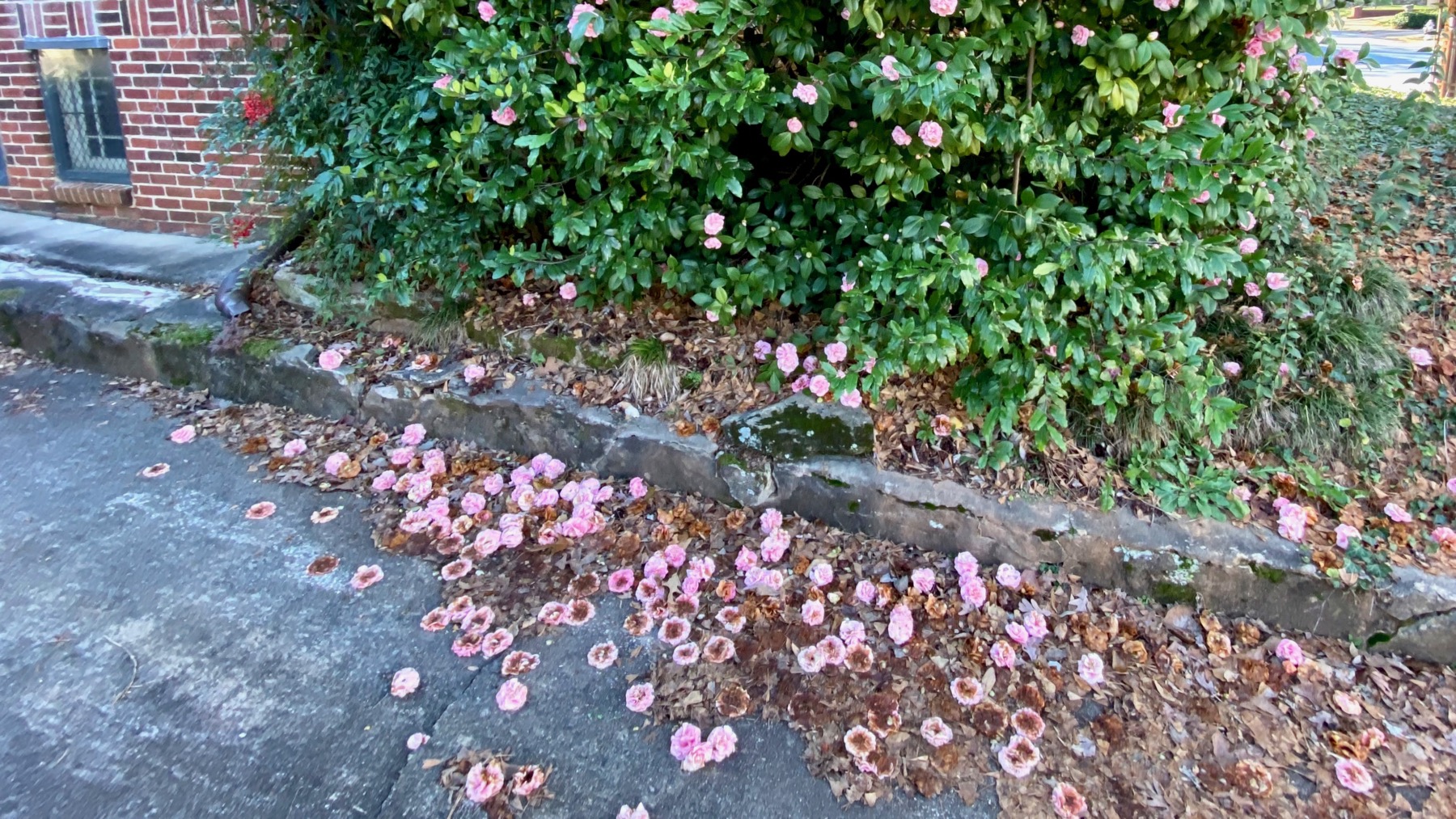 Camellia flower drop