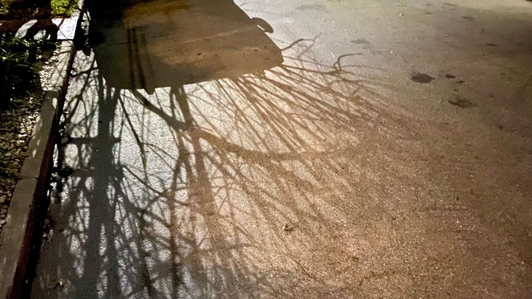 Crape myrtle shadows