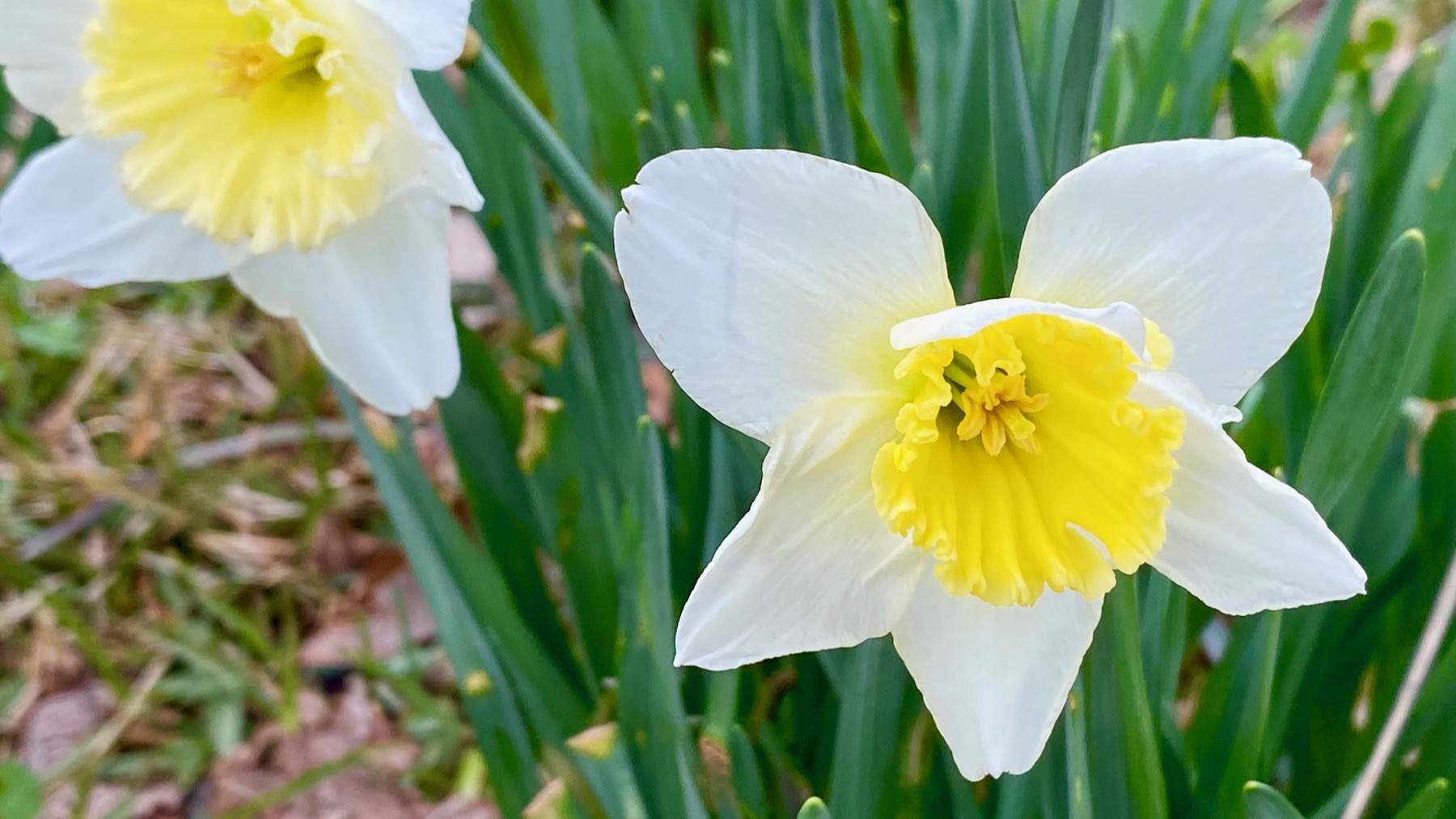 Daffodils bicolor