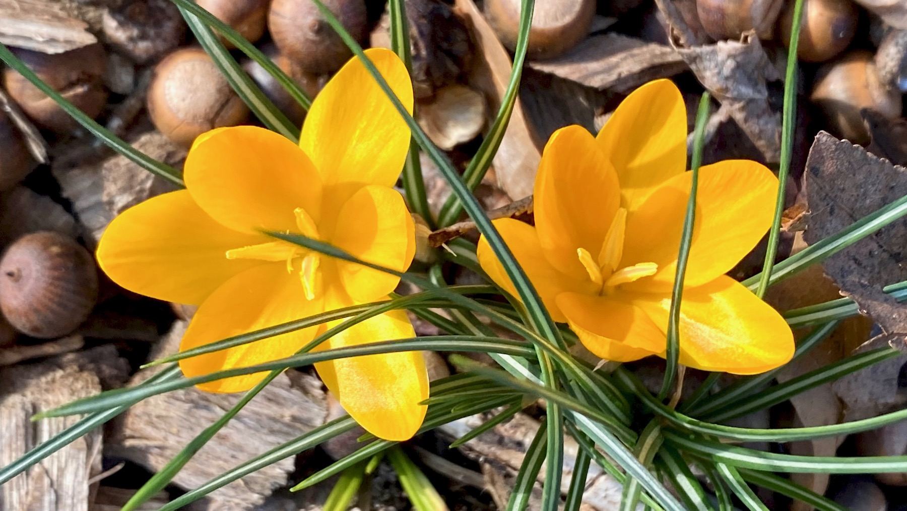 Gold crocus