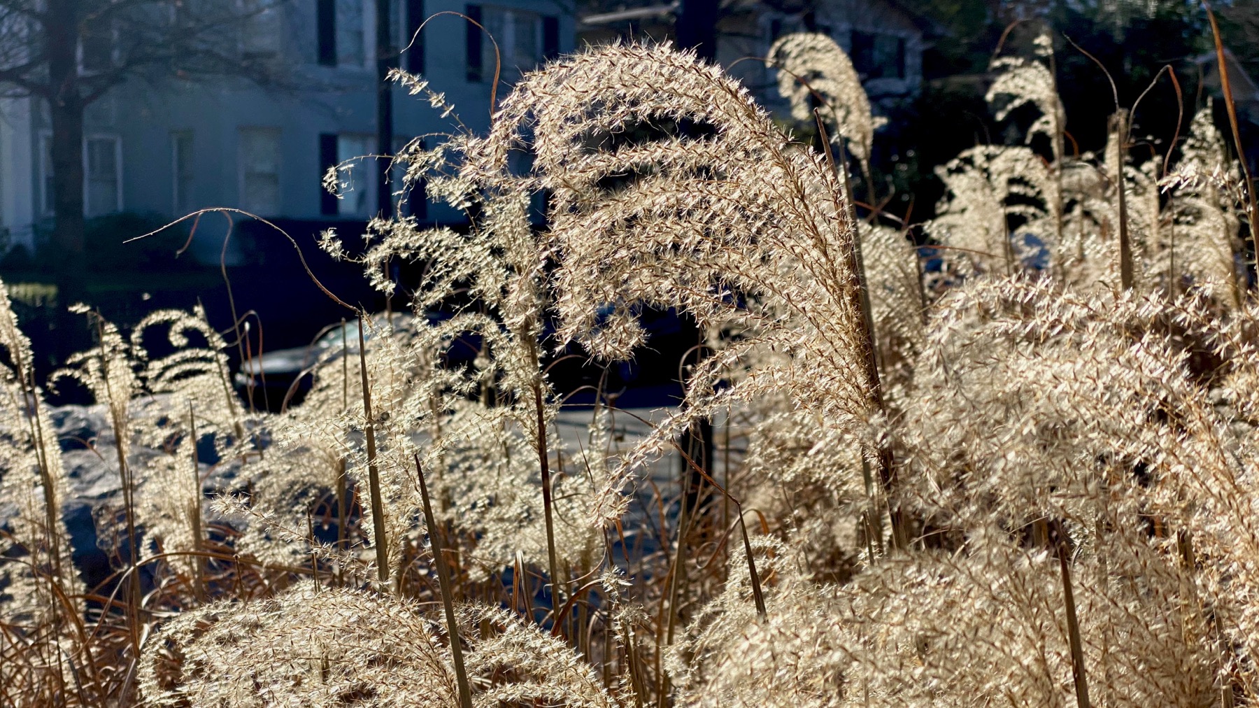 Grass backlit