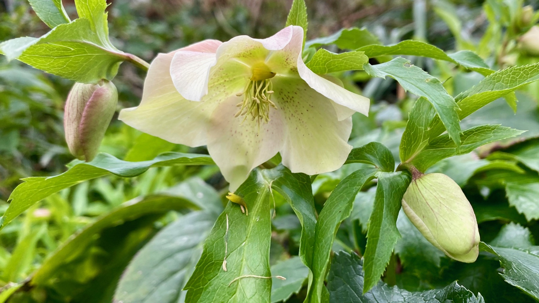 Green white lenten rose