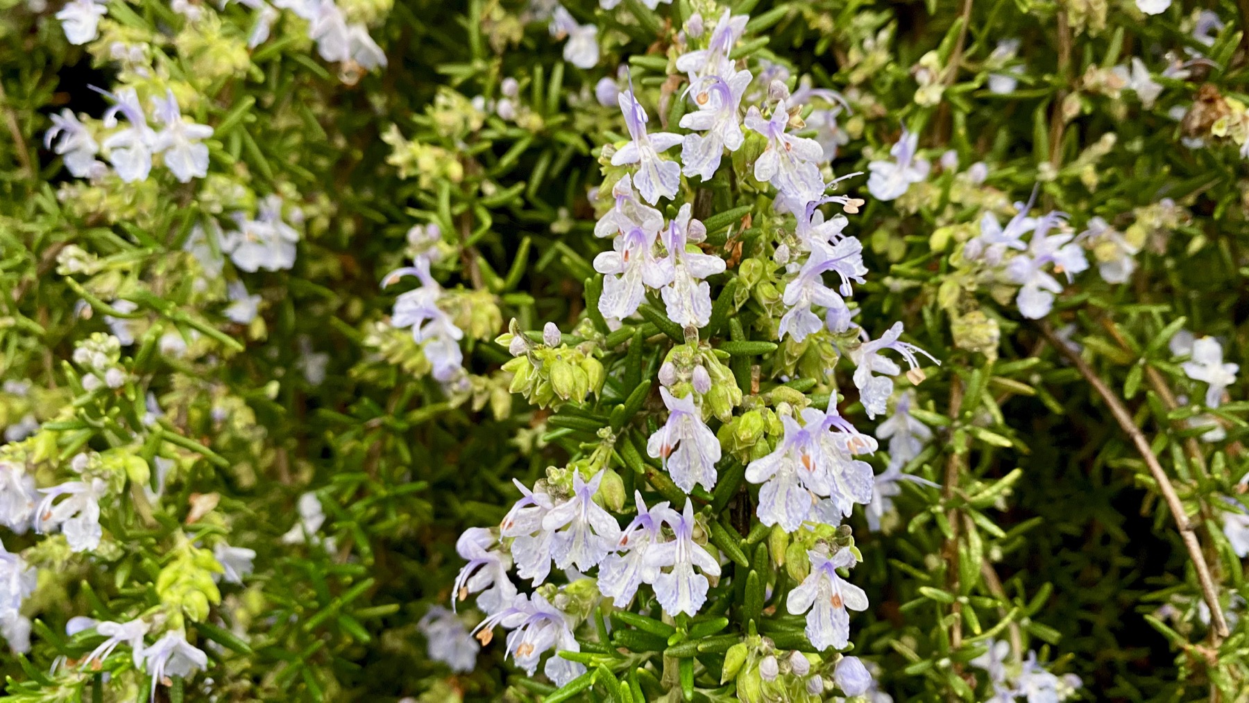 Rosemary blooms