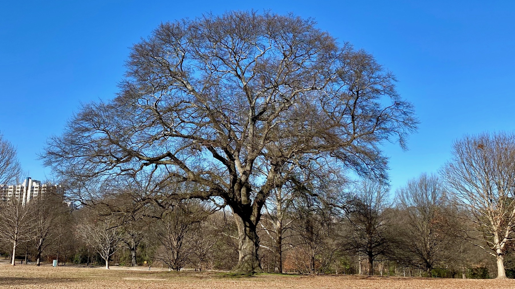 Stately oak