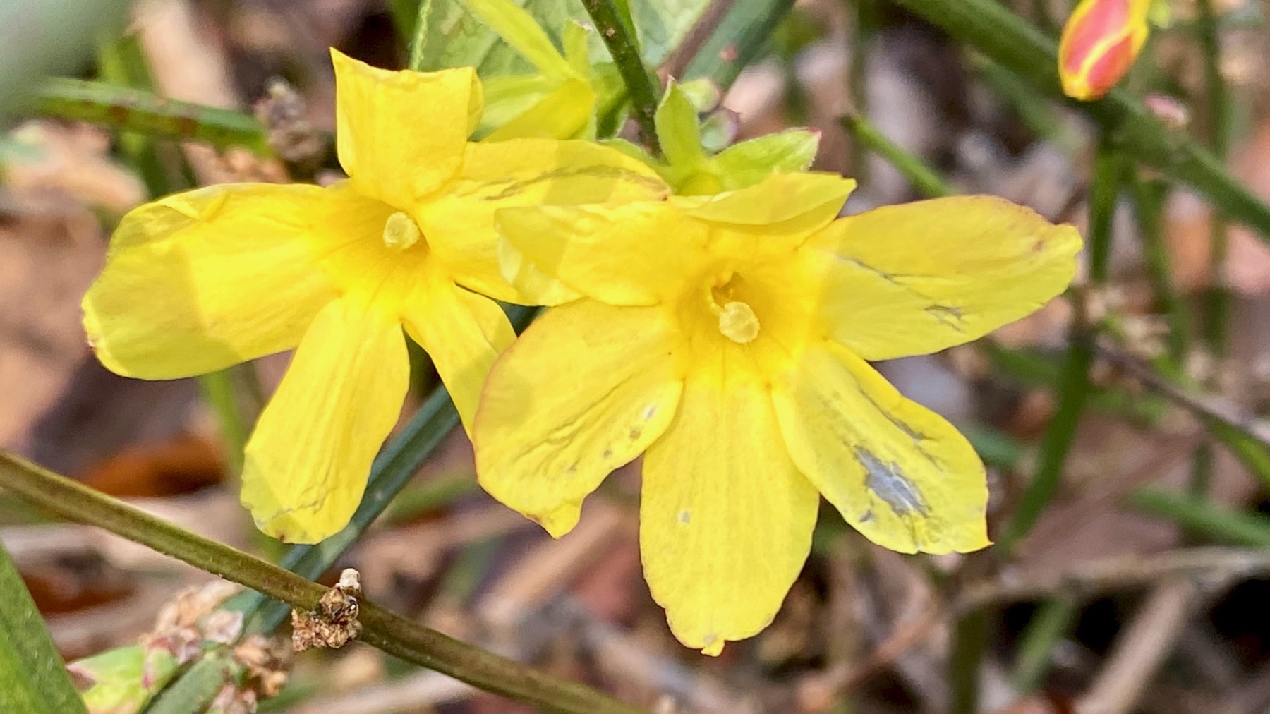 Winter jasmine yellow