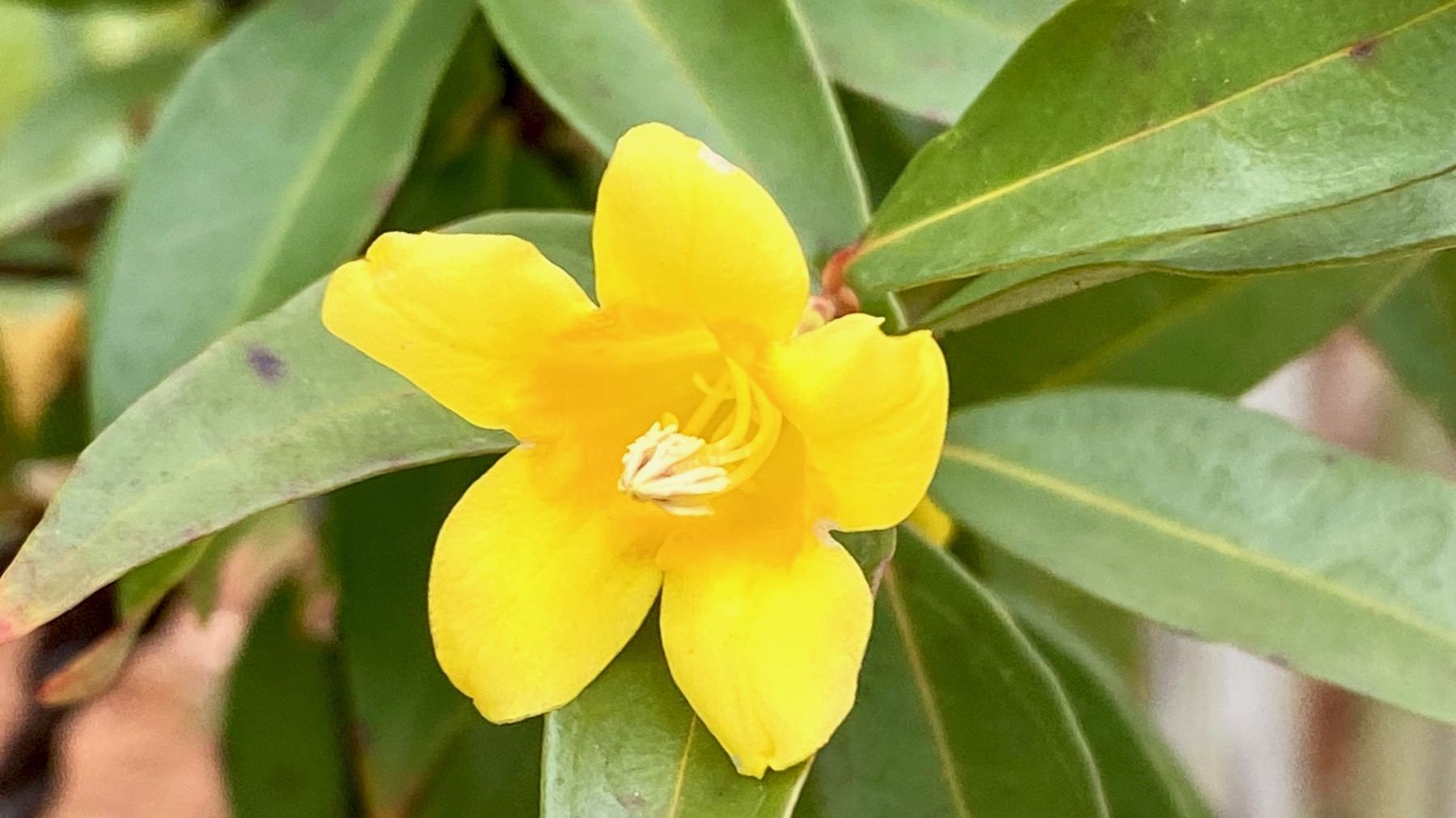 Yellow jasmine