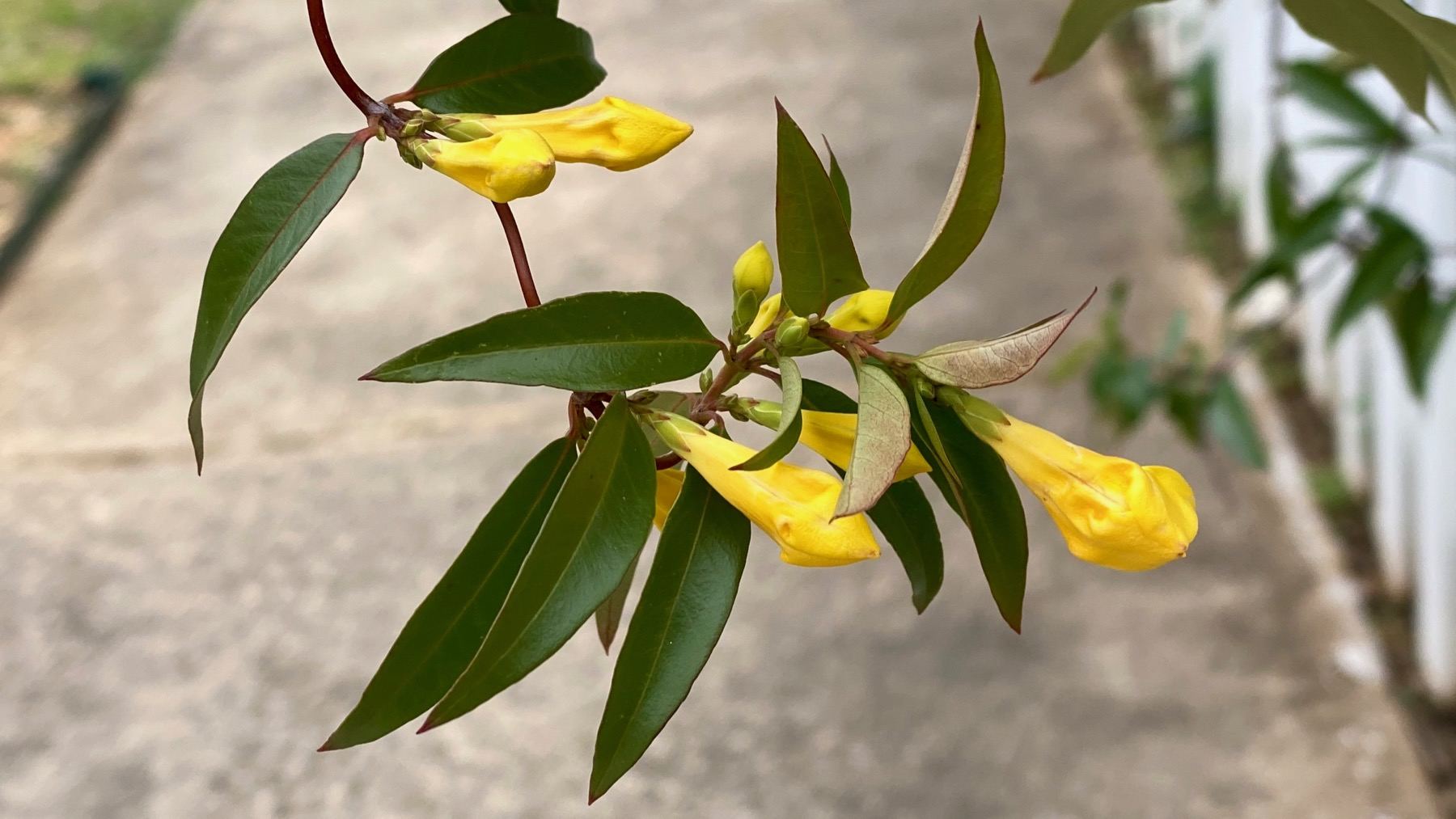 Yellow jasmine portrait