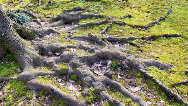 Tree roots on surf