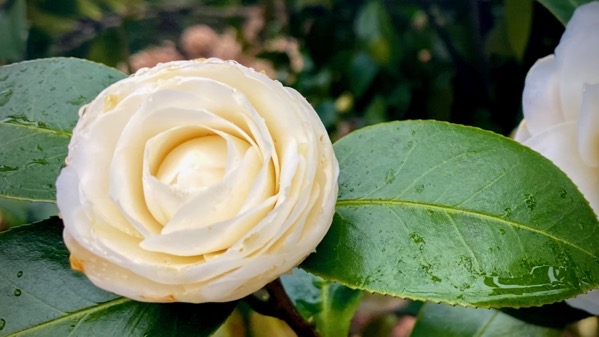 White camelias