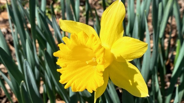 Daffodil glowing