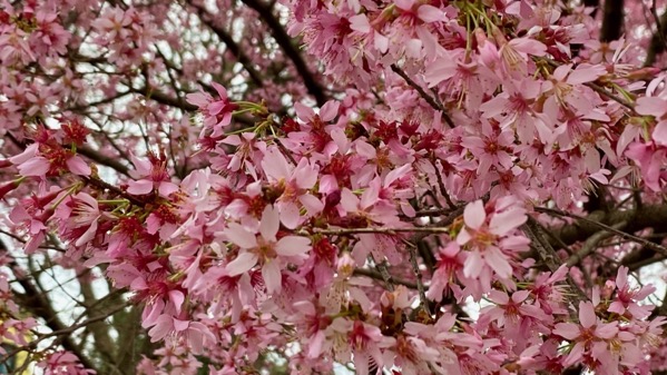 Cherry MM blossoms