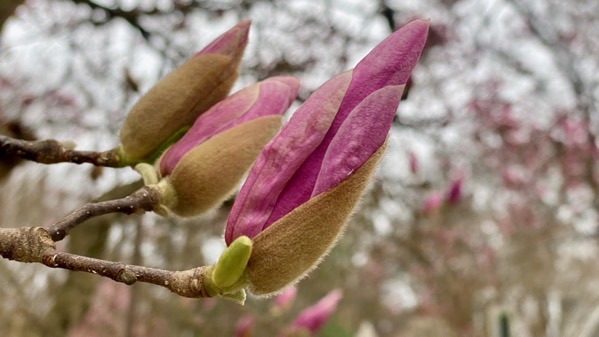 Magnolias on their way