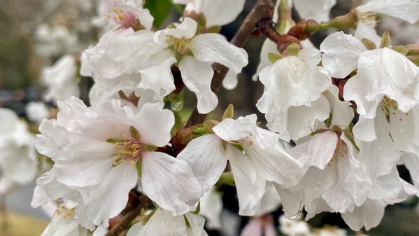 White weeping cherry
