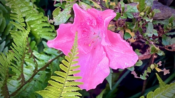 Azalea pink