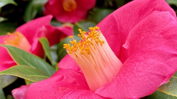 Camellia profile