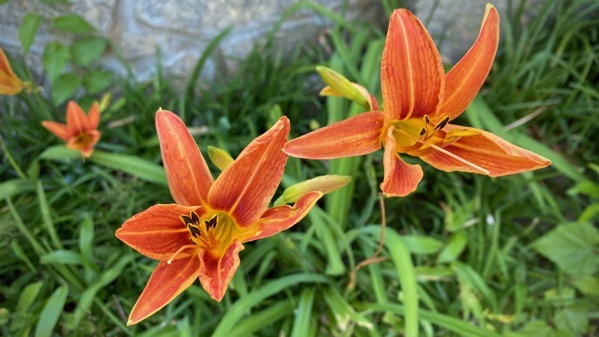 Lilies orange