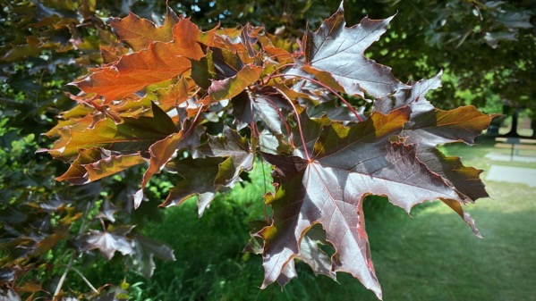 Leaves of maple