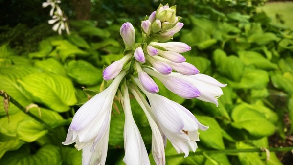 Hosta bloom