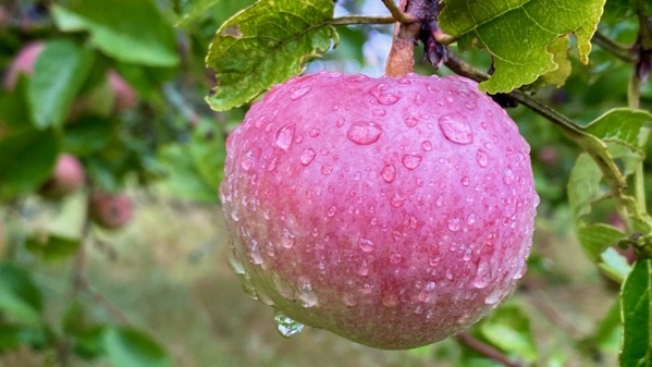 Apple rain