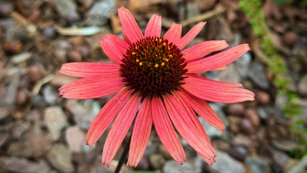 Coneflower