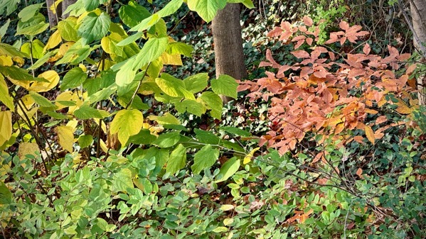 Leaf colors