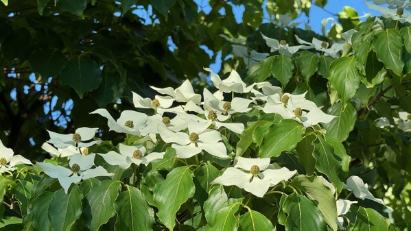 First blooming dogwood