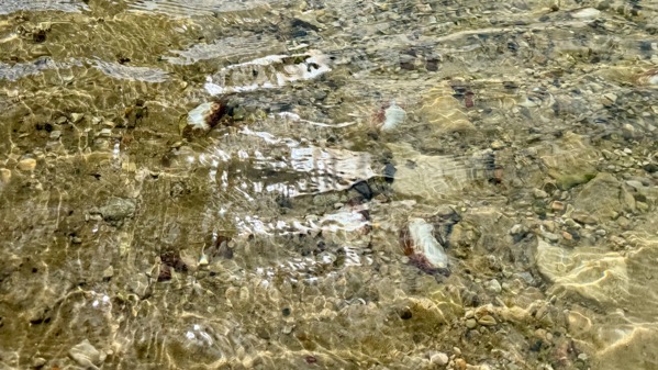 Clam shells lake edge