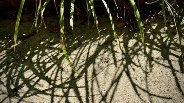 Grass sidewalk