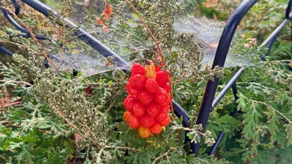 Patterns in plants