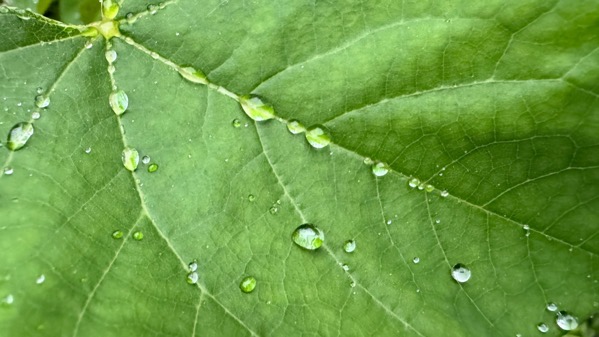 Redbud leaf after rain