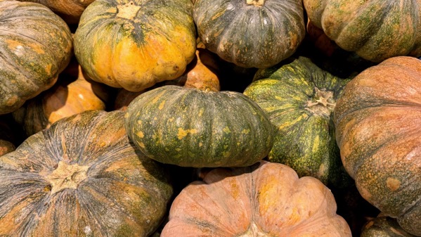 Cucurbita squash