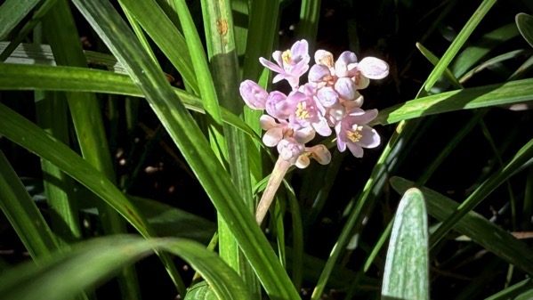 Liriope bloom