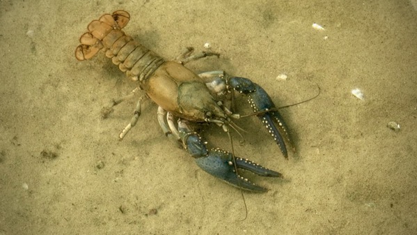 Crayfish Xlg