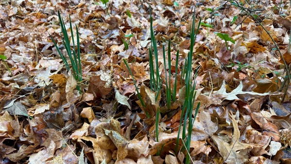 daffy_leaves.jpeg Daffy leaves