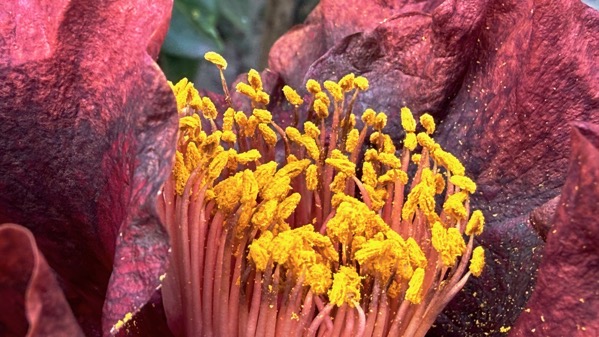 camellia.jpeg Camellia