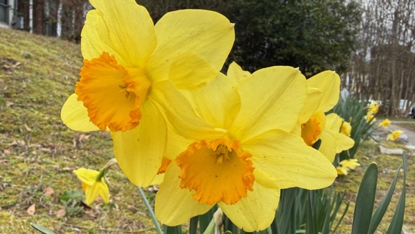 Daffies
