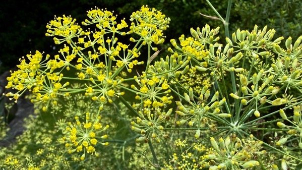 Fennel