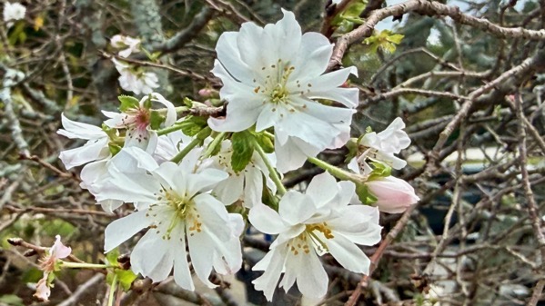 GA cherries