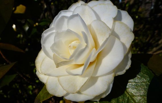 ABG camellia white
