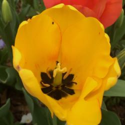 ABG tulip orange