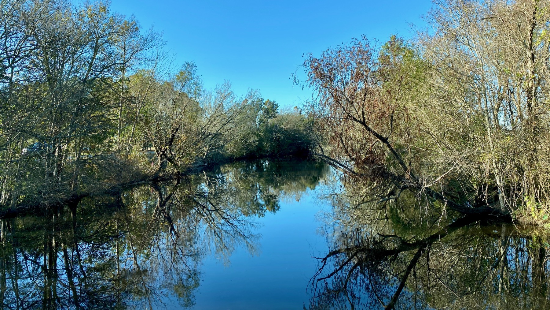 Bayou reflections