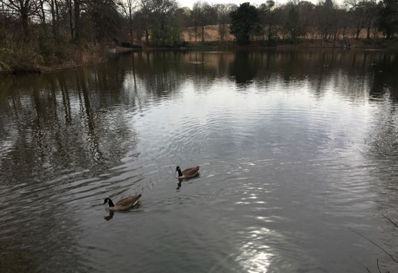 Canada geese PiedPk winter