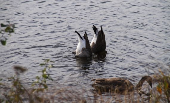 Canada geese feeding Seney