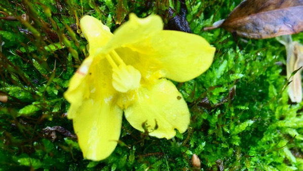 Carolina jessamine flower
